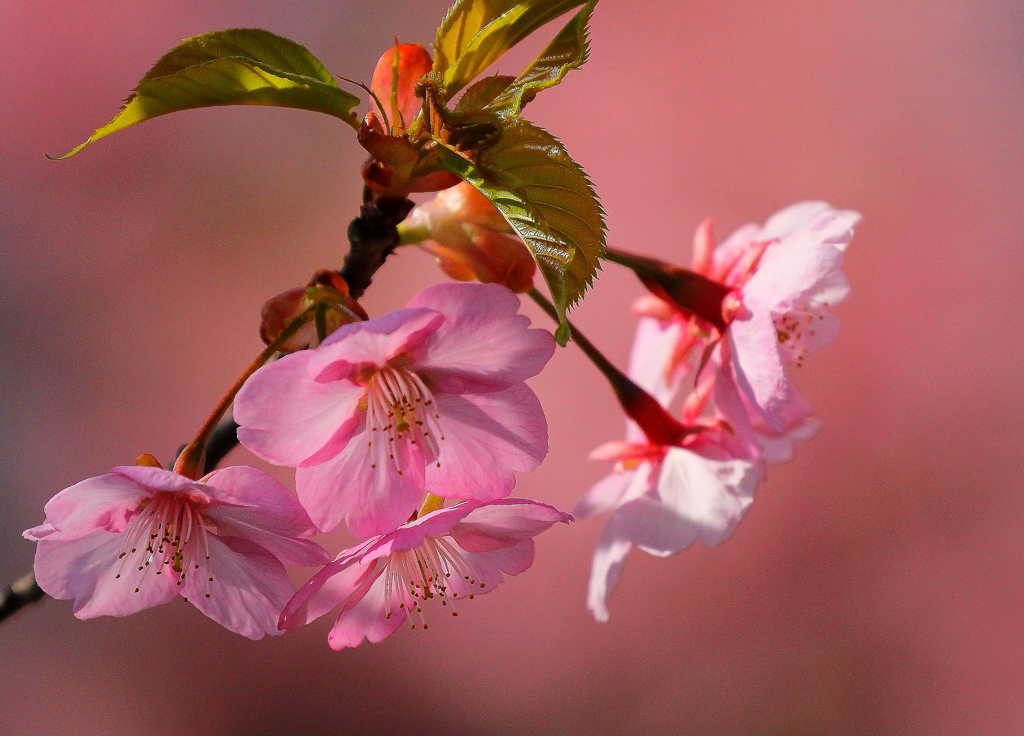 さくら、さくら♫
