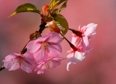 さくら、さくら♫