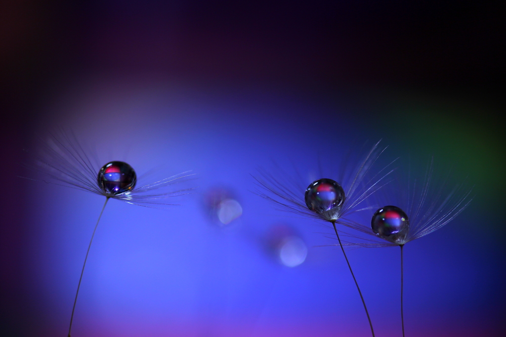 心海ＤＲＯＰｓ