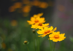 ハーモニー（キバナコスモス）