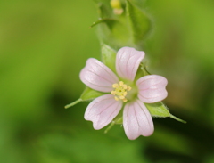 myブームなピンクの小さな花
