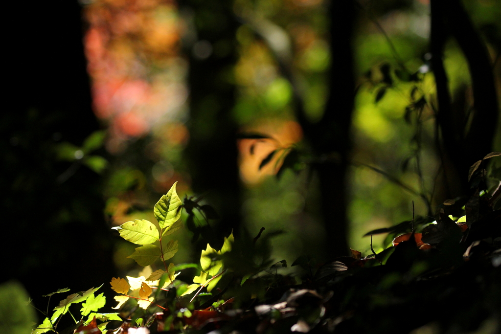 木漏れ日の森