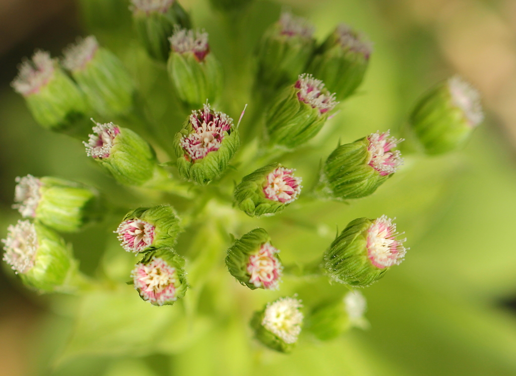 小さな花たち（ふきのとう）