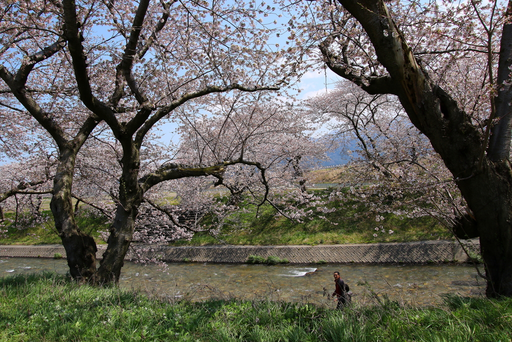 桜・・・今