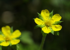 野の花