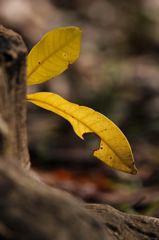 黄金に枯れゆく