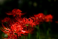 彼岸花