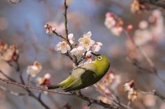 今年一番の梅の花にメジロ君が止まった＾＾