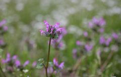 春、楽しんでいます♪