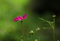 秋桜