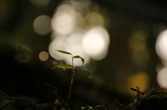 光