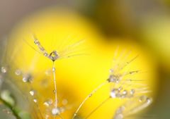 Yellowハート