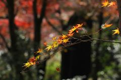 散りゆくモミジ