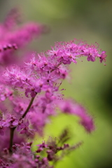 この花のなまえは～え～と？