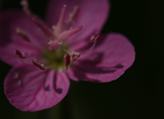 蕊