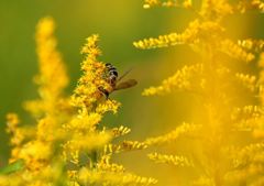 黄色の世界に夢中