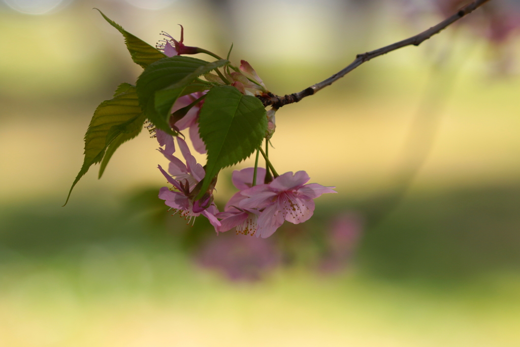 sakura