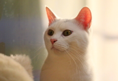 cat's-eye　1