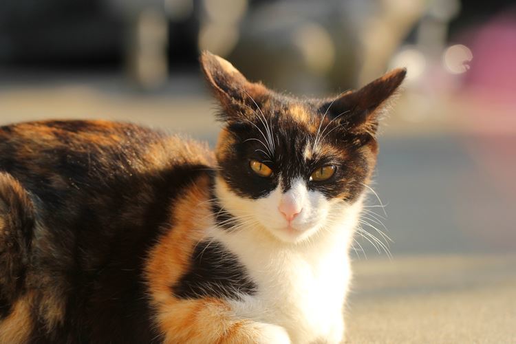 お気に入りの子、チーちゃんと呼ぶことにしました。