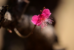 一輪（紅梅）