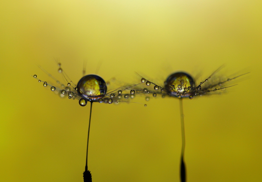 心海ｄｒｏｐｓ