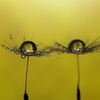 心海ｄｒｏｐｓ