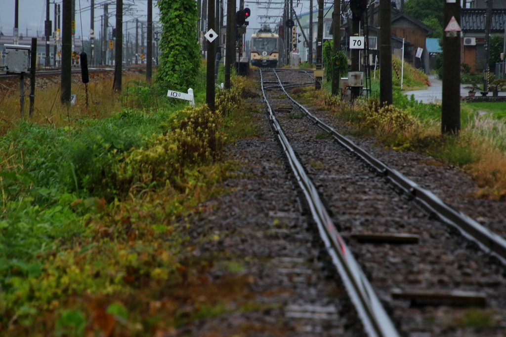 雨の日のダイコン君