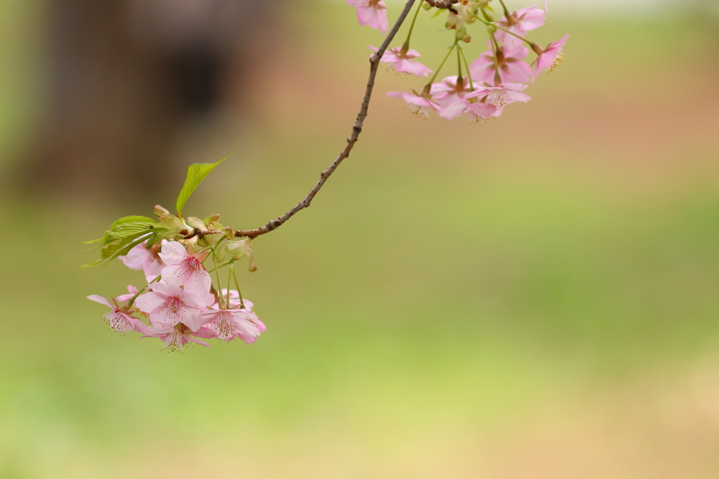 散る桜残る桜も散る桜