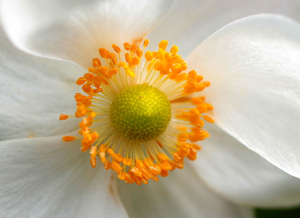 花芯