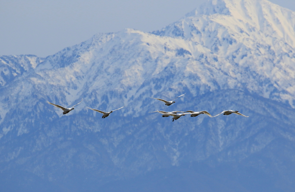 雪山と白鳥たち