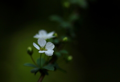 小さな花