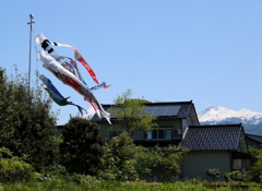 鯉のぼり