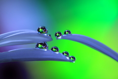 心海ｄｒｏｐｓ