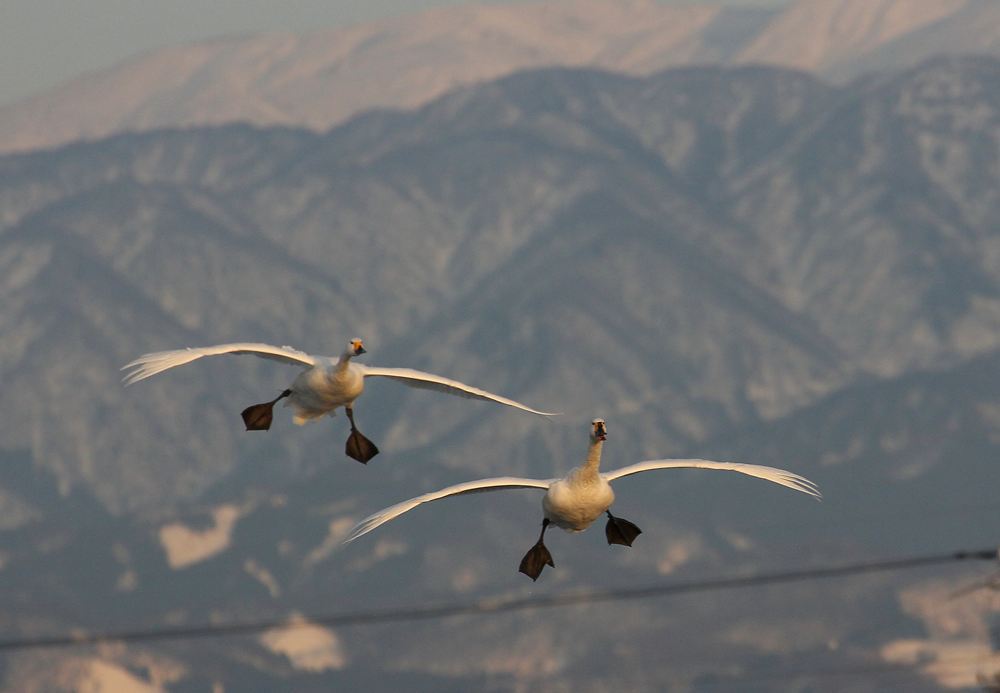 ひゃっほ～！　電線音頭だよ　♪