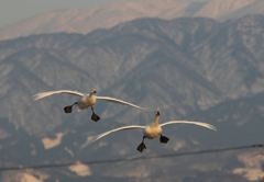 ひゃっほ～！　電線音頭だよ　♪