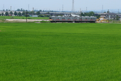 青田の中を走る