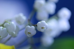 私、スズランではありません