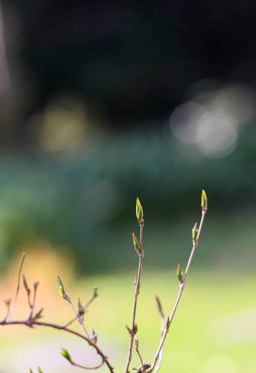 芽吹く時
