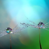 心海ＤＲＯＰＳ
