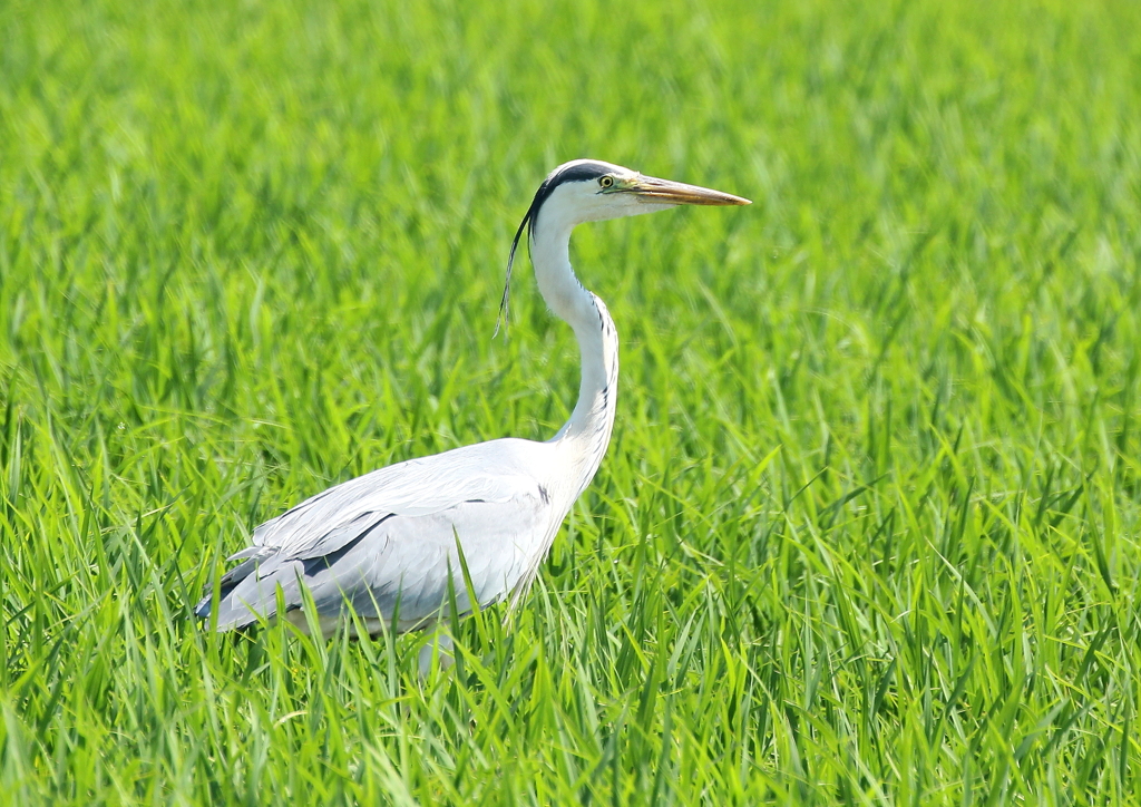 その髪飾りかっこいいね