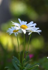 そっと寄り添いながら・・・・。