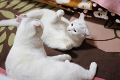 かかってこい！　猫パンチするよ！