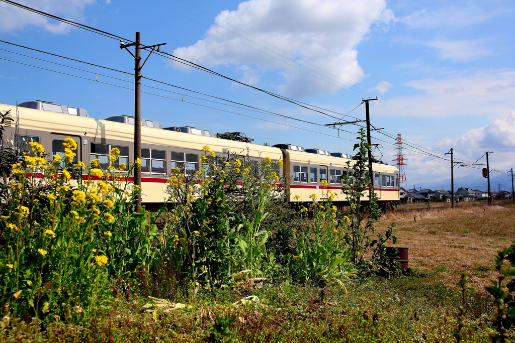 菜の花畑を通過します～♪