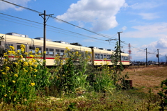 菜の花畑を通過します～♪