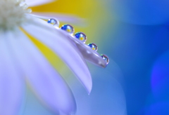 心海ＤＲＯＰＳ　54