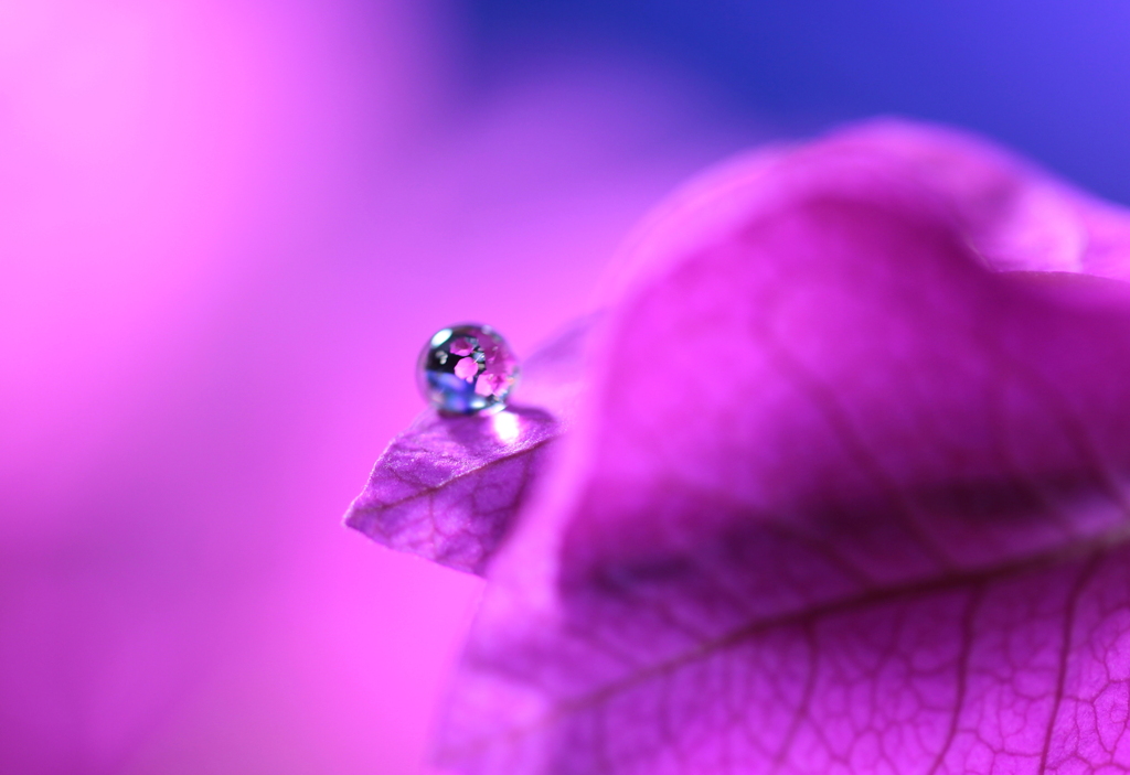 ブーゲンビリア（雫）