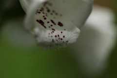 あごひげがあるのですね。