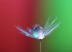 心海ＤＲＯＰ