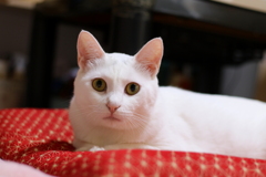 猫の目　（名前はペロ2歳）