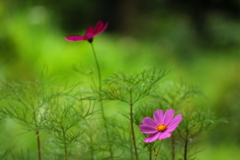 秋桜